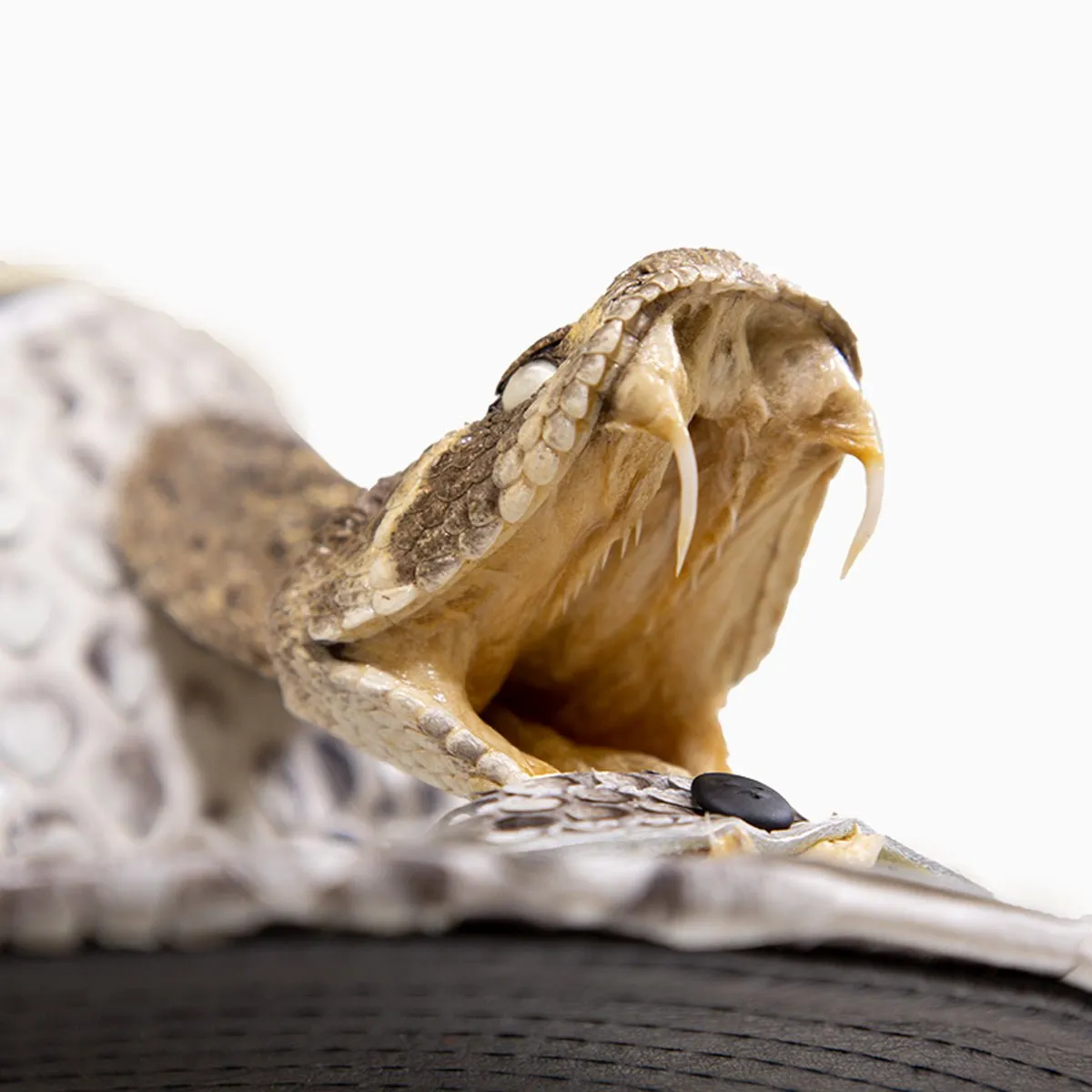 Breyer's Buck 50 Leather Hat with Faux Snake Skin Visor